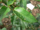 maerchenland_blatt.jpg